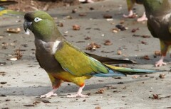 Cyanoliseus patagonus