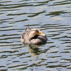 Tachyeres patachonicus