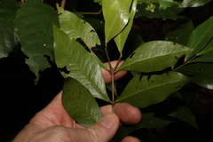Phaleria chermsideana