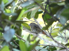 Melopyrrha violacea