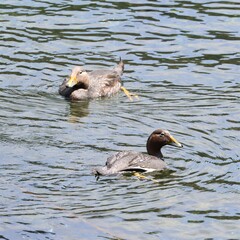 Tachyeres patachonicus