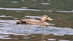 Tachyeres patachonicus