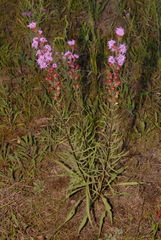 Liatris ligulistylis