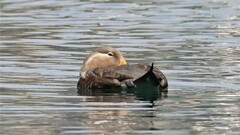 Tachyeres patachonicus