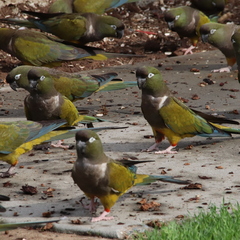 Cyanoliseus patagonus