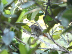 Melopyrrha violacea