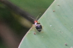 Gynandrobrotica ventricosa