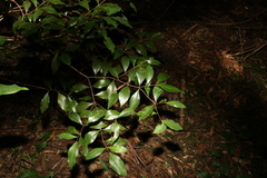 Phaleria chermsideana