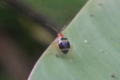 Gynandrobrotica ventricosa
