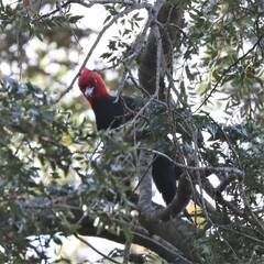 Campephilus magellanicus