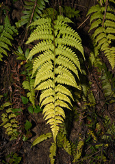 Athyrium drepanopteron