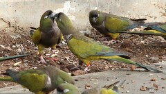 Cyanoliseus patagonus