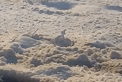 Atlantic Ghost Crab, photo 7 of 10