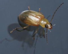 Monolepta