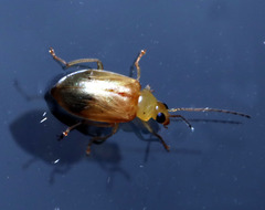 Monolepta