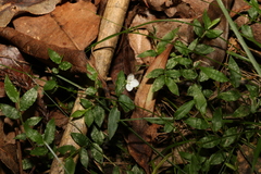 Aneilema biflorum