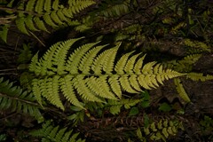 Athyrium drepanopteron