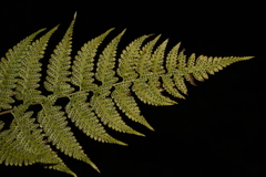 Athyrium drepanopteron