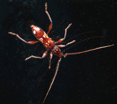 Coptocercus biguttatus