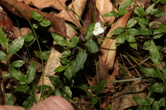 Aneilema biflorum