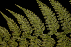 Athyrium drepanopteron