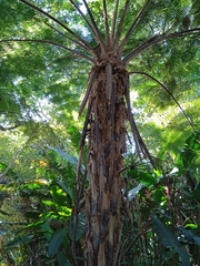 Sphaeropteris lepifera