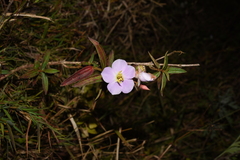Melastoma