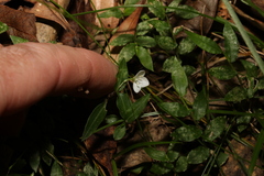 Aneilema biflorum
