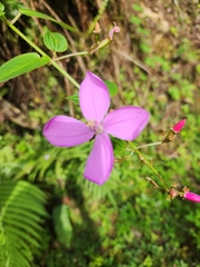 Arthrostemma ciliatum