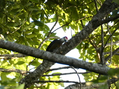 Melanerpes radiolatus