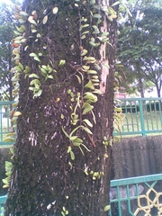 Pyrrosia