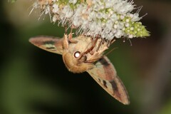 Heliothis peltigera