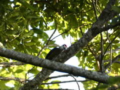 Melanerpes radiolatus