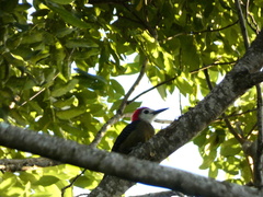Melanerpes radiolatus