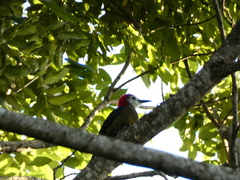 Melanerpes radiolatus