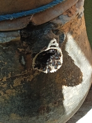 Scaptotrigona mexicana