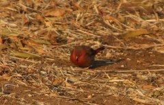Lagonosticta senegala rendalli