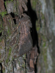Aporophyla lutulenta