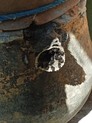 Scaptotrigona mexicana
