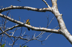 Piculus chrysochloros laemostictus