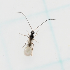 Cynipoidea