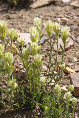 Castilleja occidentalis