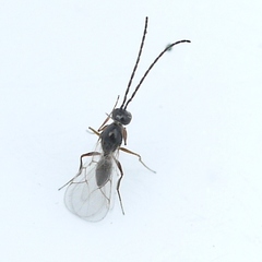 Figitidae