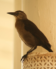 Quiscalus lugubris