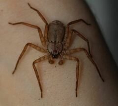 Selenops submaculosus