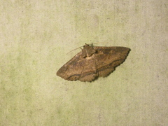 Zale fictilis