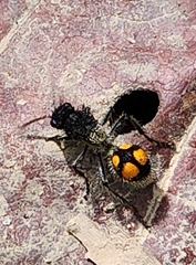 Traumatomutilla inermis