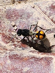Traumatomutilla inermis