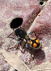 Traumatomutilla inermis