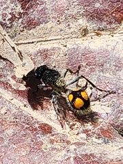 Traumatomutilla inermis